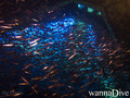 scuba diving photo