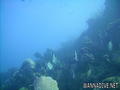 scuba diving photo