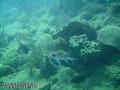scuba diving photo