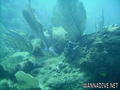 scuba diving photo