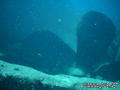 scuba diving photo