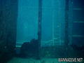 scuba diving photo