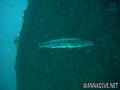 scuba diving photo