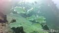 scuba diving photo