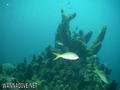 scuba diving photo