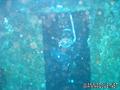 scuba diving photo