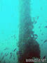 scuba diving photo