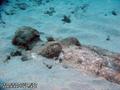 scuba diving photo