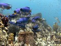 scuba diving photo