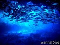 scuba diving photo