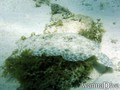 scuba diving photo