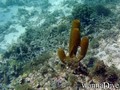 scuba diving photo