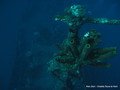 scuba diving photo