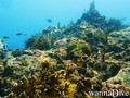 scuba diving photo