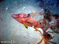 scuba diving photo