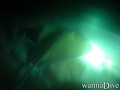 scuba diving photo