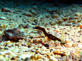 scuba diving photo