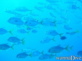 scuba diving photo
