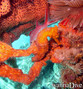 scuba diving photo