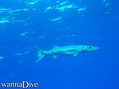 scuba diving photo