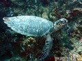 scuba diving photo