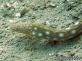scuba diving photo
