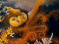 scuba diving photo