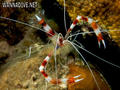 scuba diving photo