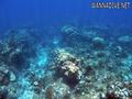 scuba diving photo