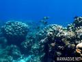 scuba diving photo