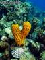 scuba diving photo