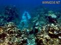 scuba diving photo
