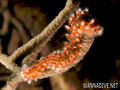 scuba diving photo