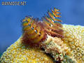 scuba diving photo