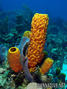 scuba diving photo