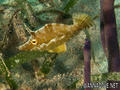 scuba diving photo