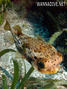scuba diving photo