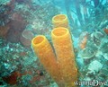 scuba diving photo