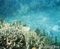 scuba diving photo