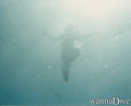scuba diving photo