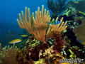 scuba diving photo