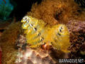 scuba diving photo