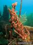 scuba diving photo