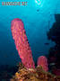 scuba diving photo