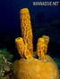 scuba diving photo