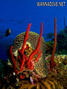 scuba diving photo