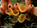 scuba diving photo