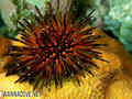 scuba diving photo