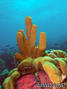 scuba diving photo