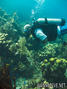 scuba diving photo
